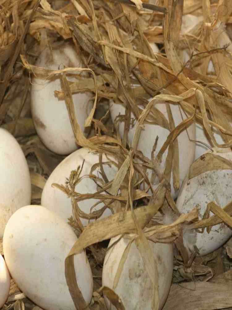 新鲜土鹅蛋 12枚 （100-120g）/枚 新鲜散养 家庭实惠装