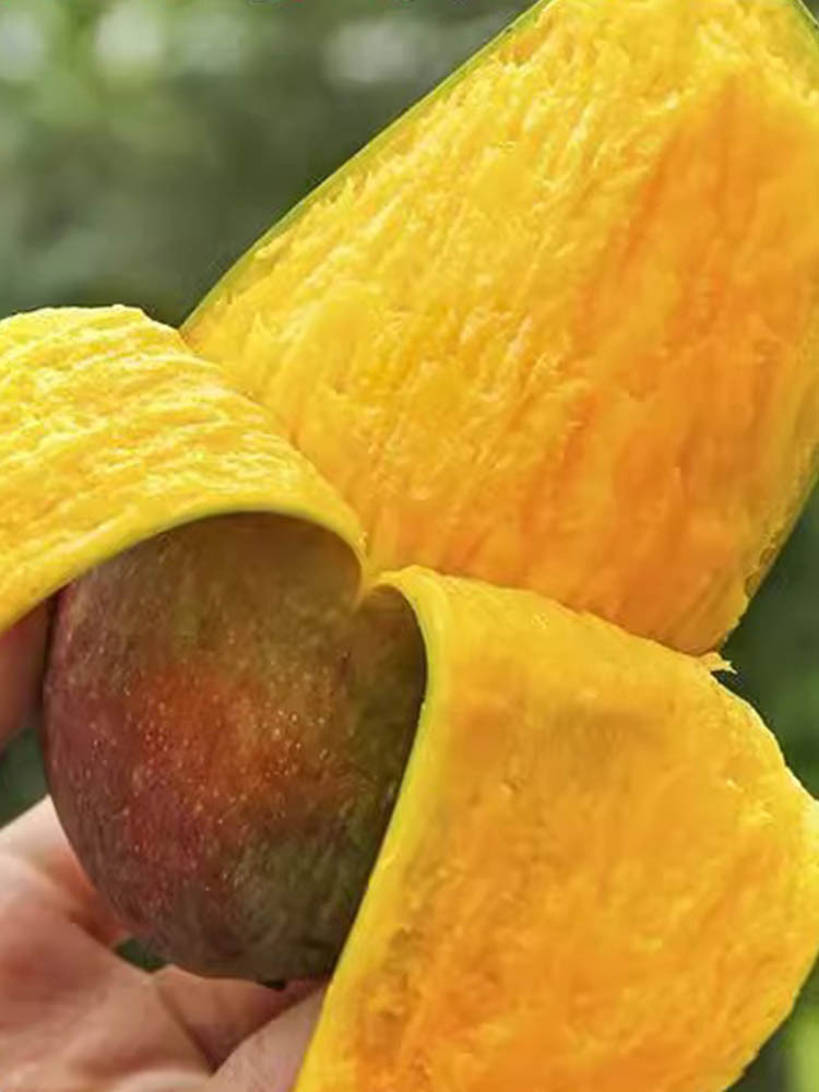 海南贵妃芒净重8斤特大果 香甜可口~发出的果子7-8分熟收到需要催熟