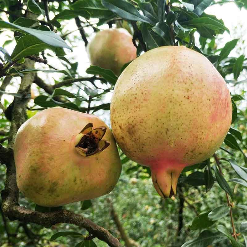 云南蒙自甜绿籽石榴 6斤装