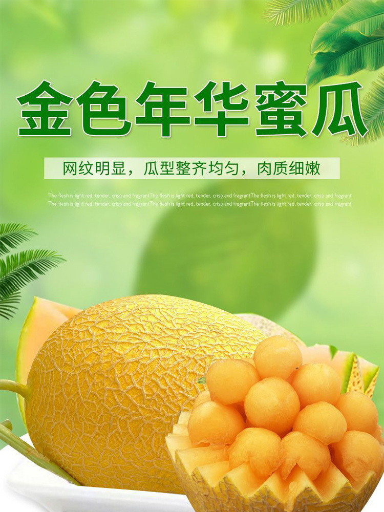 黄哈密瓜【金色年华】净重4.5-5斤【2个】