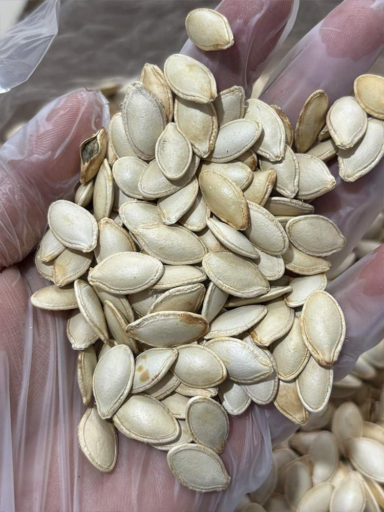 手工精挑原味南瓜子3斤