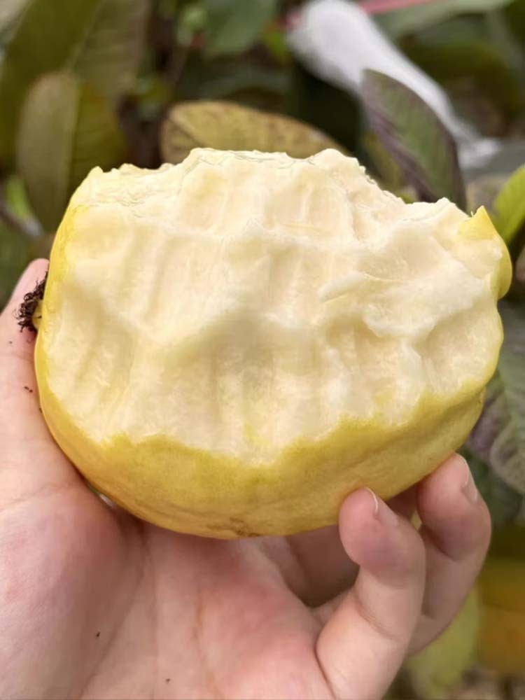 广东白心芭乐【单果150g以上】·5斤装