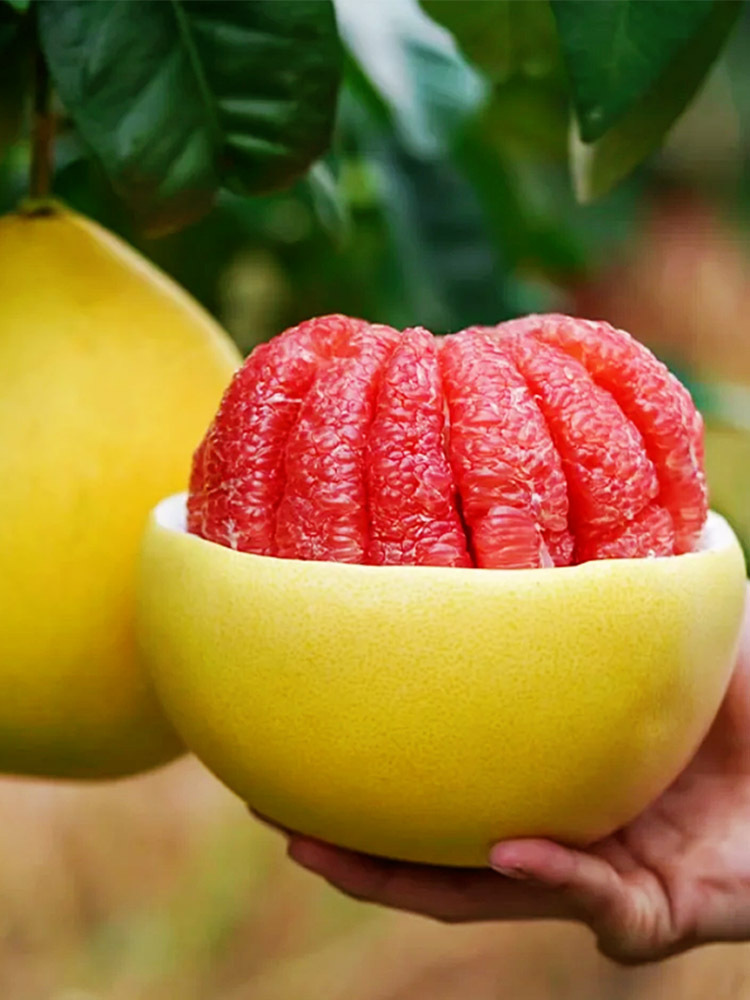 海南红心蜜柚【单果750g+】·带箱8斤