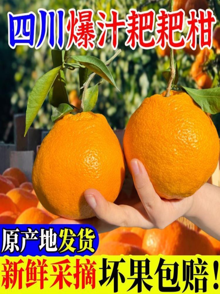 【果园精选】四川春见把粑柑 净重8.5斤 大果75mm-80mm 整箱装
