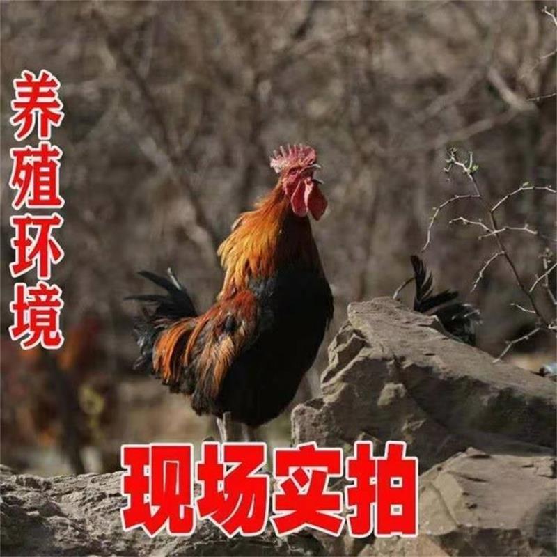 【2500克*1只】农村散养大公鸡（质保期12个月）
