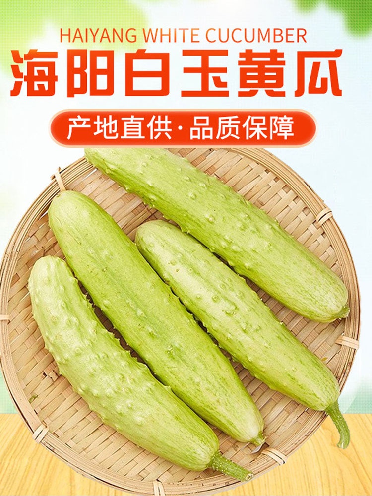山东海阳白玉黄瓜4.5-5斤装约18根