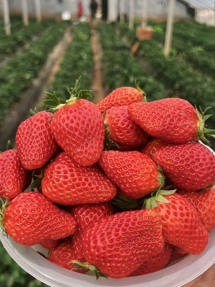 顺丰 山东奶油草莓大果【18-25g】·3斤