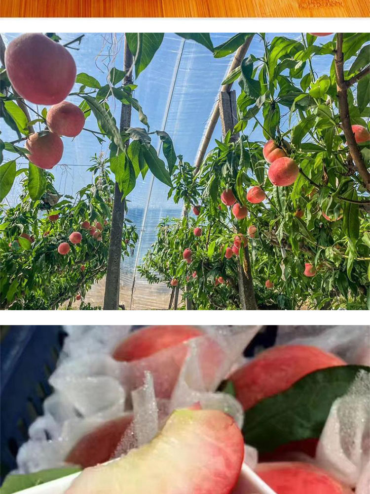 红梅水蜜桃3斤大果【7-9个左右】【顺丰快递】