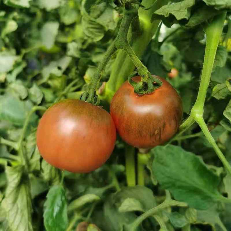 沙瓤西红柿5斤包邮