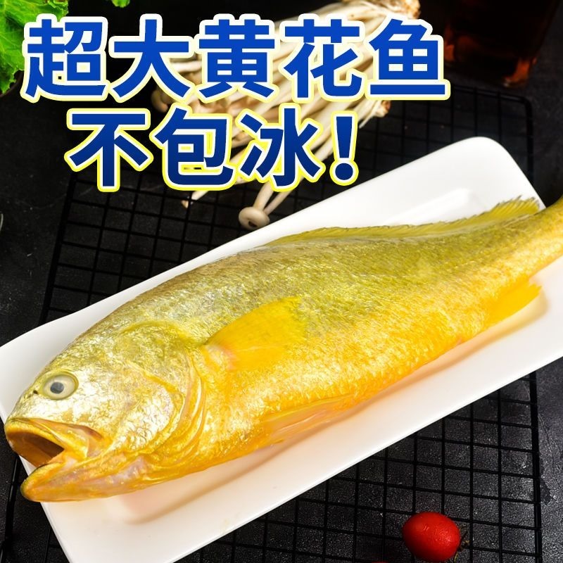 【顺丰包邮】活冻大黄花鱼 海鲜水产 500-600g/条 3条装（个个精选）