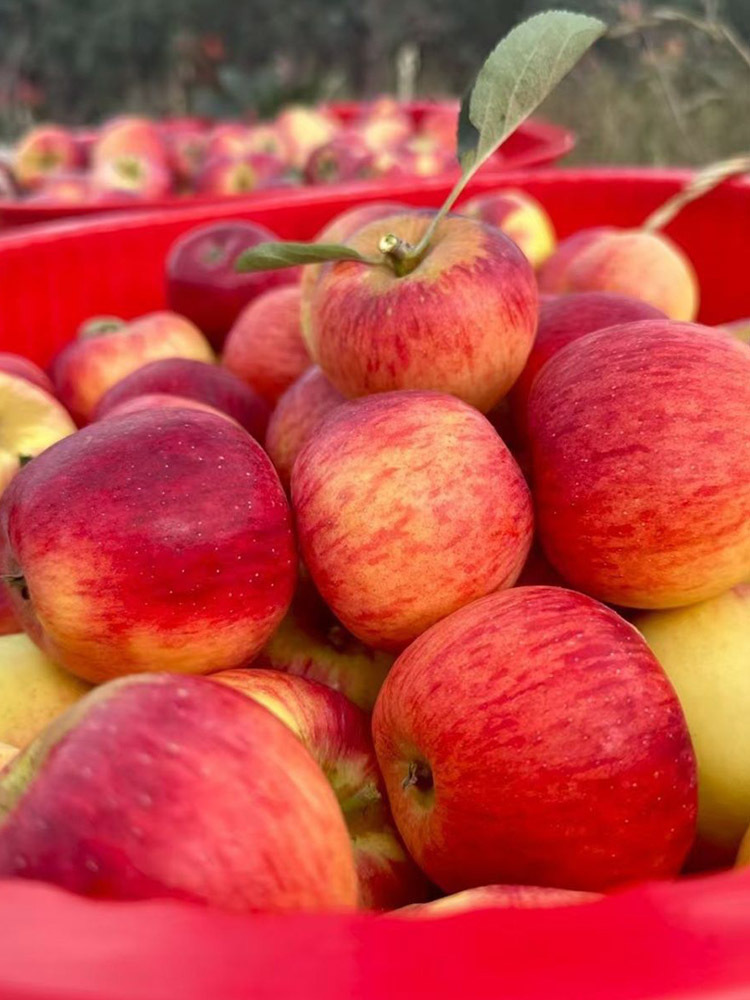 【京航严选】新西兰樱桃苹果100g+·8个