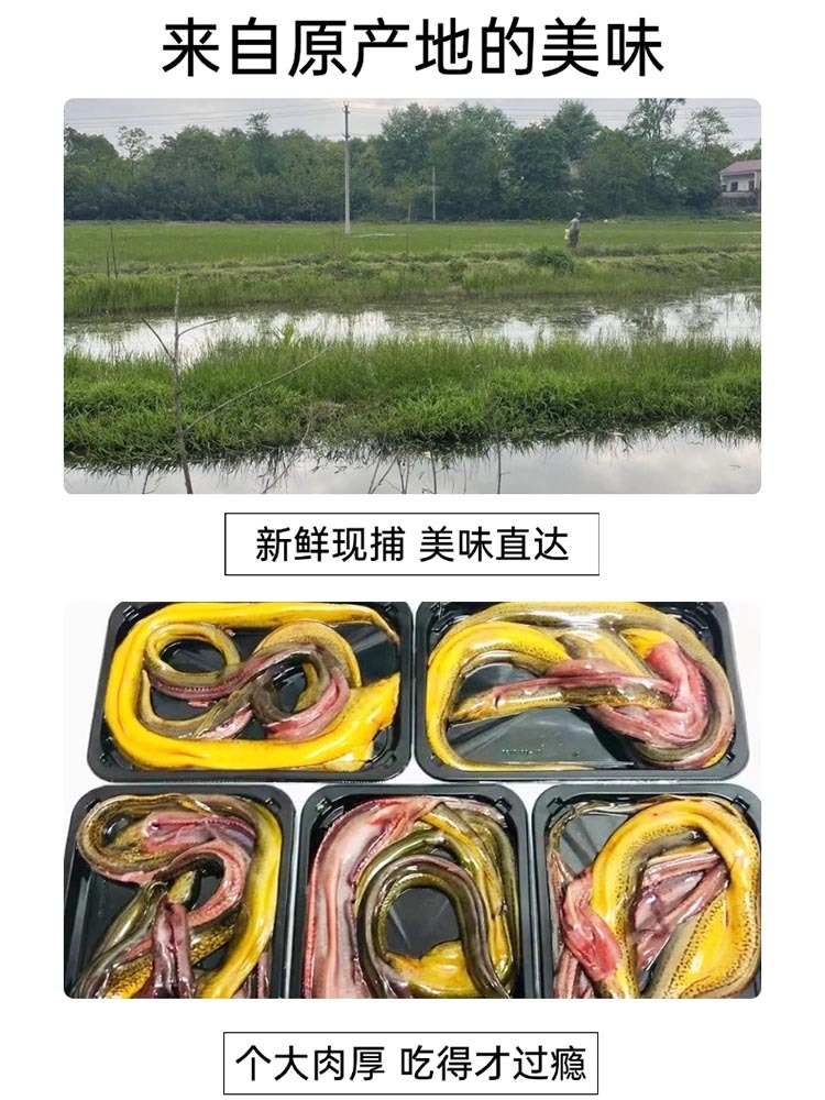 九华山（野生黄鳝）1斤鲜活现杀（杀好净膛400g）