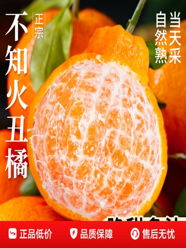 不知火丑橘 9斤大果 单果75+ 大果新鲜水果桔橘子丑柑丑八怪整箱