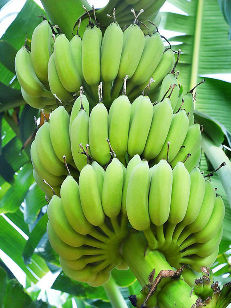 【带箱9斤】小米蕉香蕉水果小香蕉带箱9斤【净重约8.5】