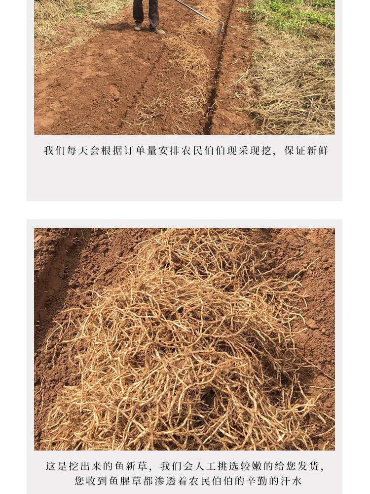 鱼腥草(折耳根）凉拌菜5斤