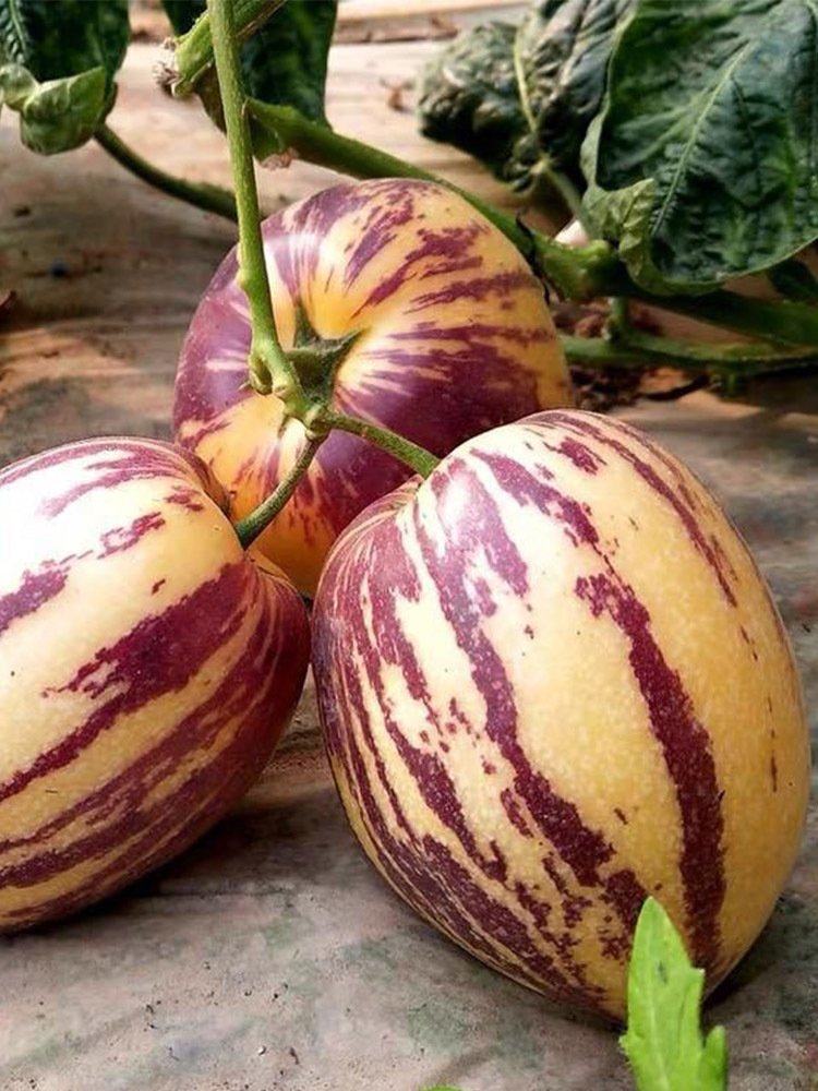 【合众精选】甘肃民勤人参果【单果3-8两】·4.5斤