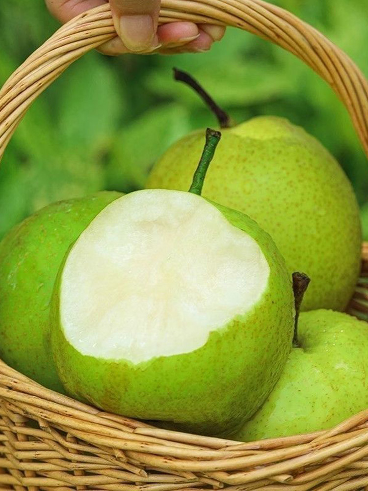 砀山皇冠梨【单果200g+】·5斤