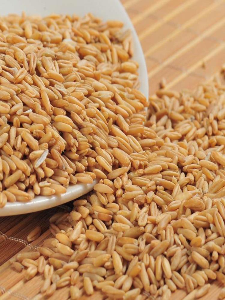 燕麦米 5斤 自产燕麦仁麦香味浓燕麦粒燕麦米