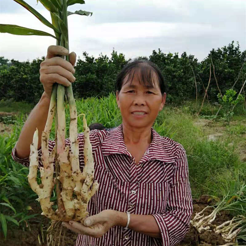 江永玉指香姜 4.5斤装 脆嫩,纤维少,分支多,皮薄姜味浓