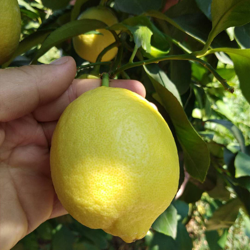 安岳黄柠檬5斤装（130-250g）