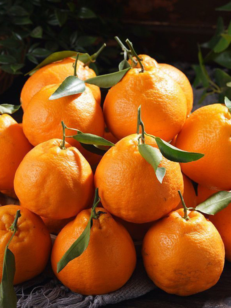 【合众精选】耙耙柑大果 75mm+·3斤大果