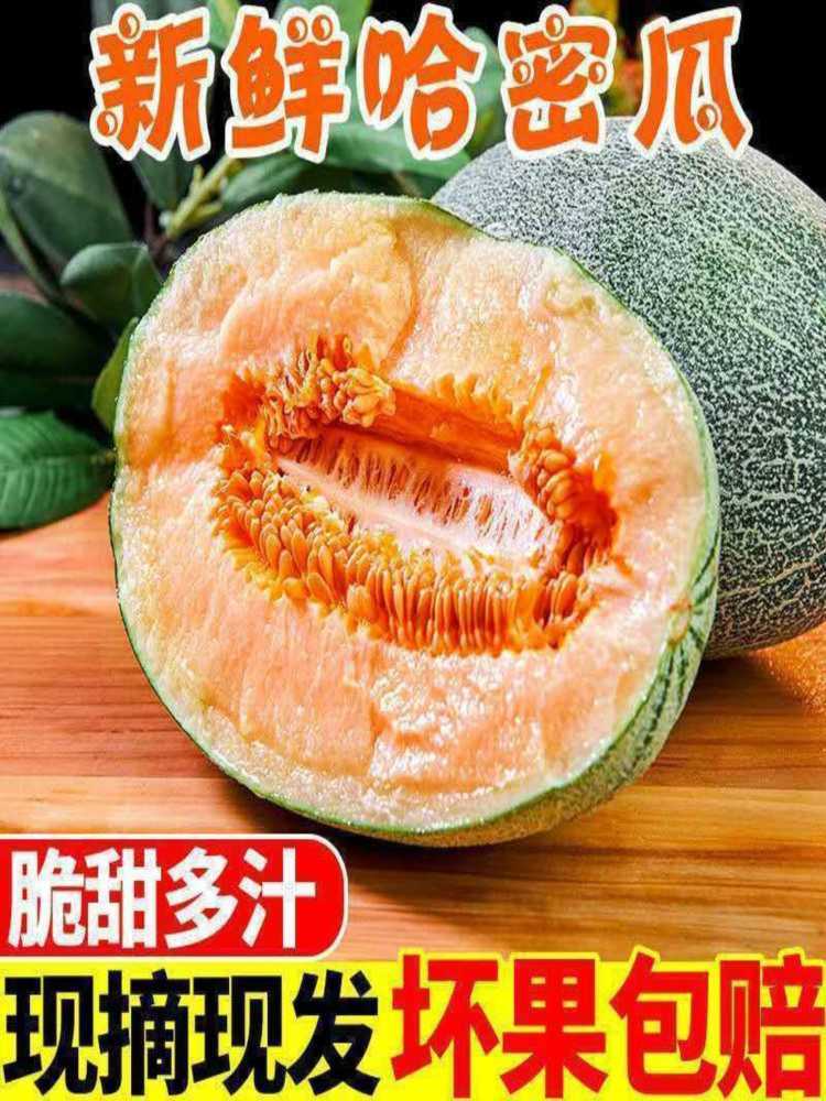 【海南馆】哈密瓜 净重8.5-9斤 新鲜水果 当季现摘 （3-5个）