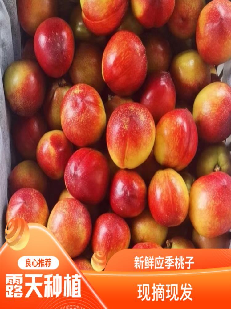 湖北黄心油桃 净重4.5斤 应季水果 源头直发 新鲜现摘现发