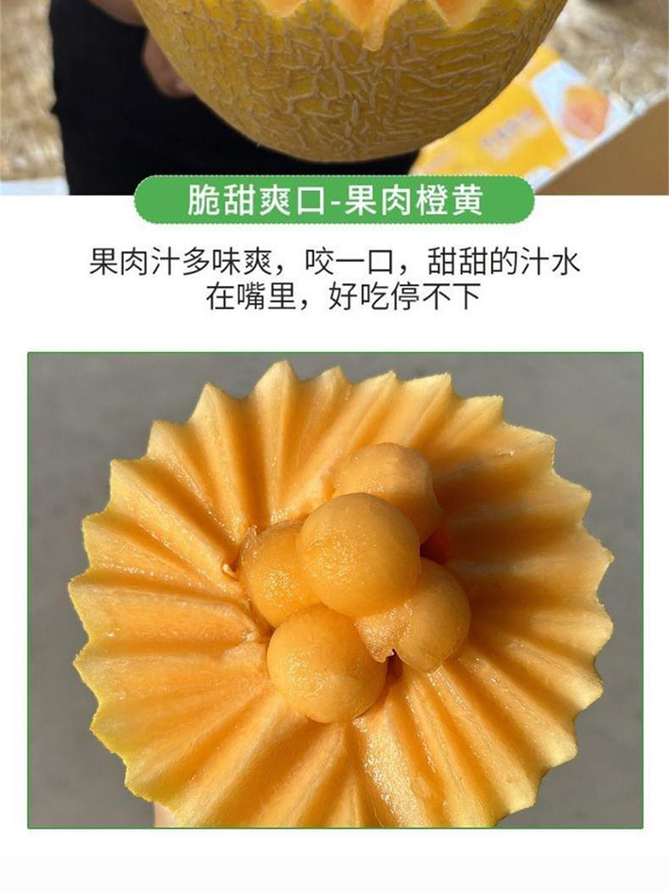 黄哈密瓜【金色年华】净重4.5-5斤【2个】