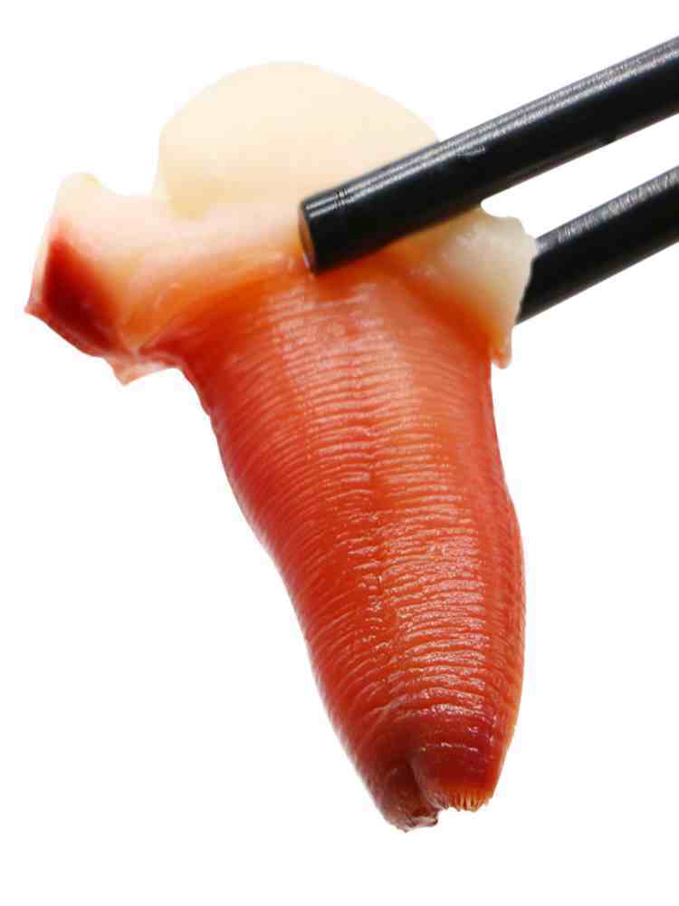 兰花蚌 500g*2袋 冰山蚌 象拔蚌 即食材日式寿司料理