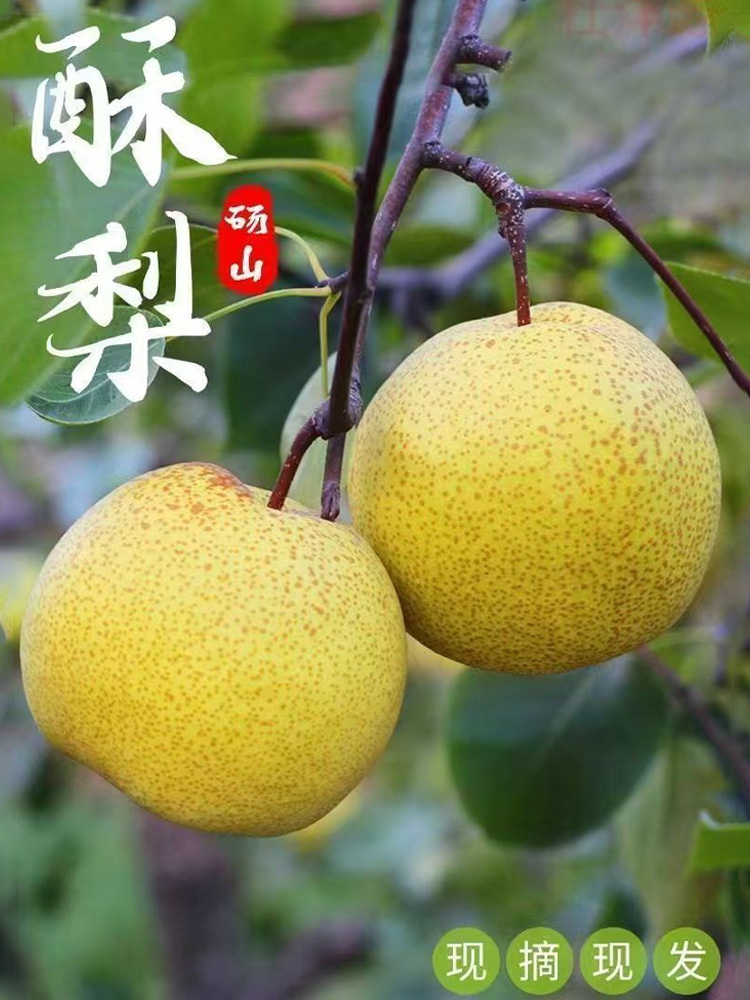 砀山酥梨·9斤大果【单果350g+】