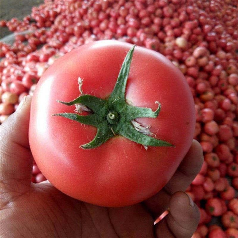 [2500克/箱]山东普罗旺斯生吃西红柿