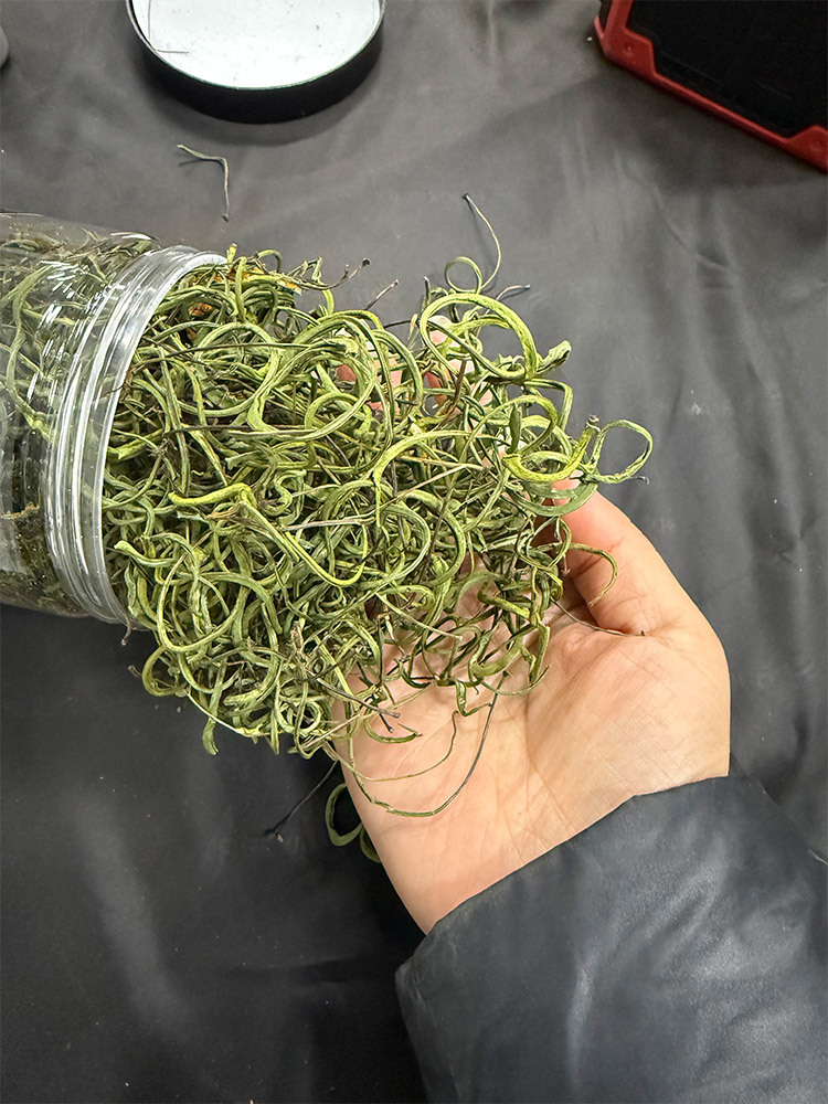 【到手3罐】东北长白山黄金草50g/罐