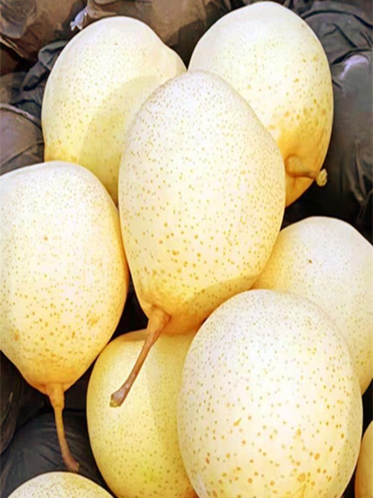 鸭梨 9斤 水晶梨 冰糖雪梨子 脆甜 新鲜水果应季整箱