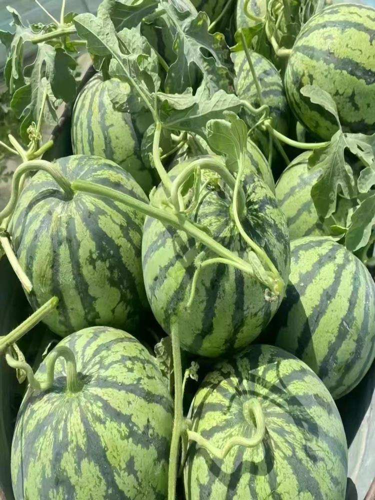 麒麟西瓜 净重7-8斤 大果 冰糖甜西瓜薄皮爽口应季新鲜水果