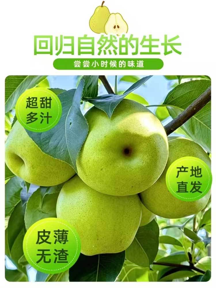 【到手4.5-5斤】砀山酥梨 大果(顺丰/京东) 26年新货