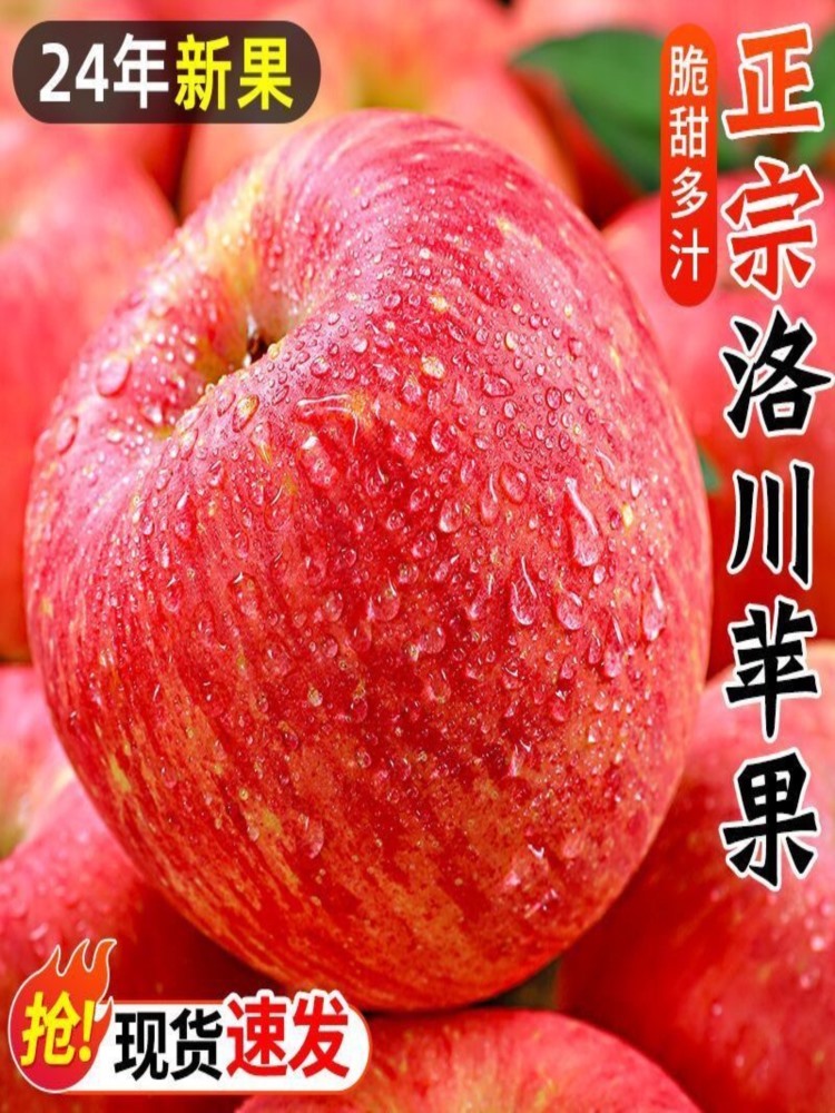 【陕西馆】洛川苹果  净重8-8.5斤装 中果 陕西红富士