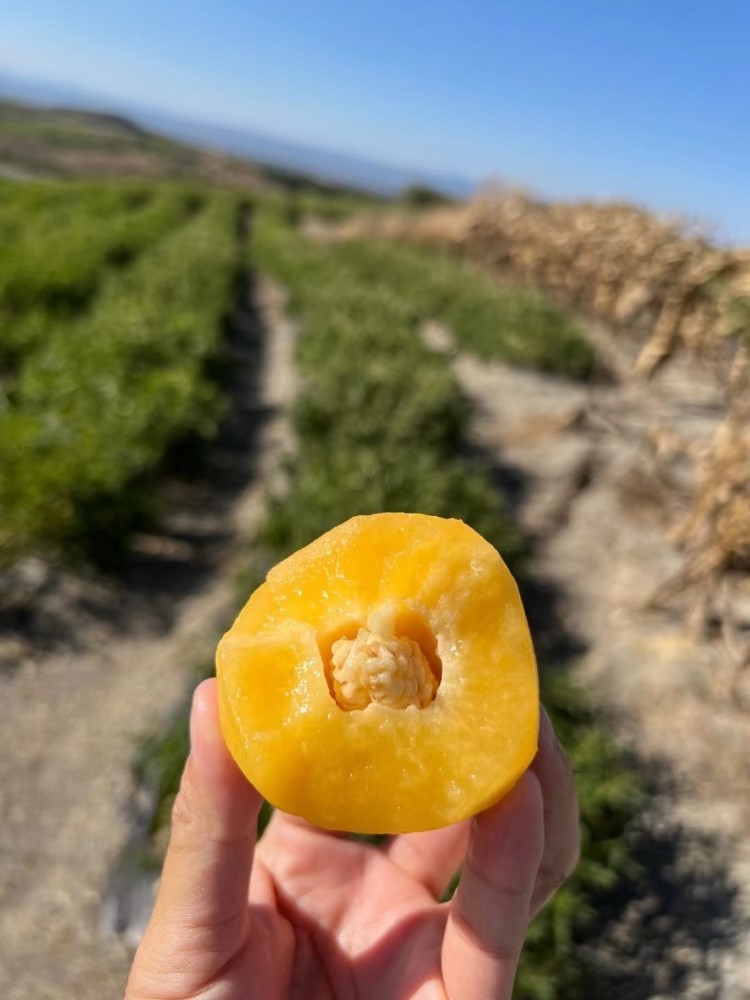 云南核心产区树熟人参果5斤左右中果