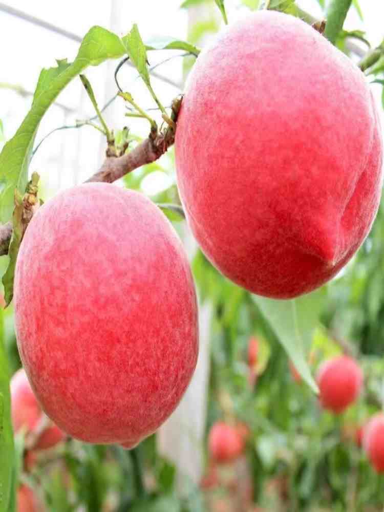 突围水蜜桃 净重4.5斤 约9-13个 水果桃子 生鲜水果 源头直发