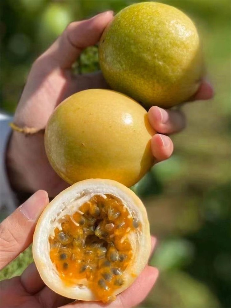 【顺丰快递】海南钦蜜9号黄金百香果5斤单果70-80g