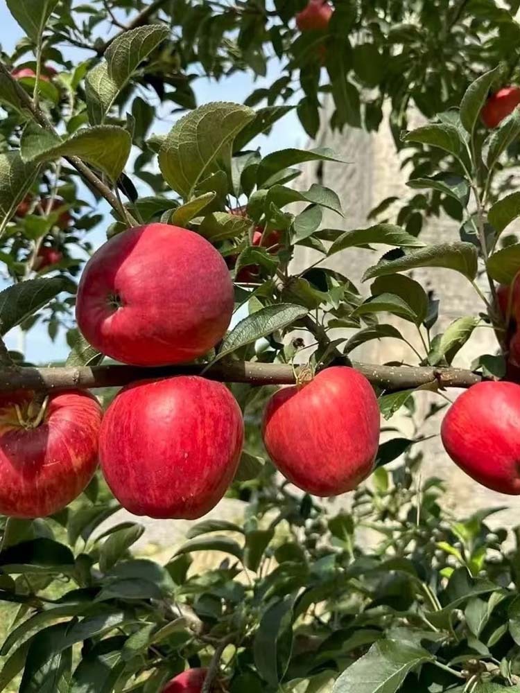 云南樱桃小苹果【60mm+】·净重9斤