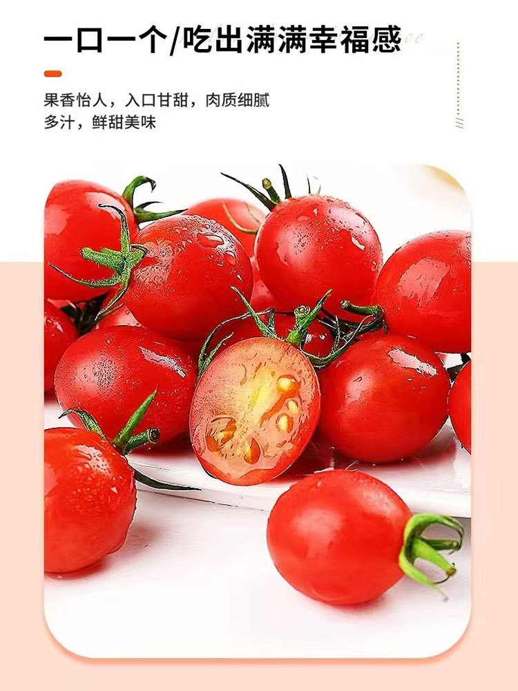 千禧小番茄大果5斤·新鲜现摘