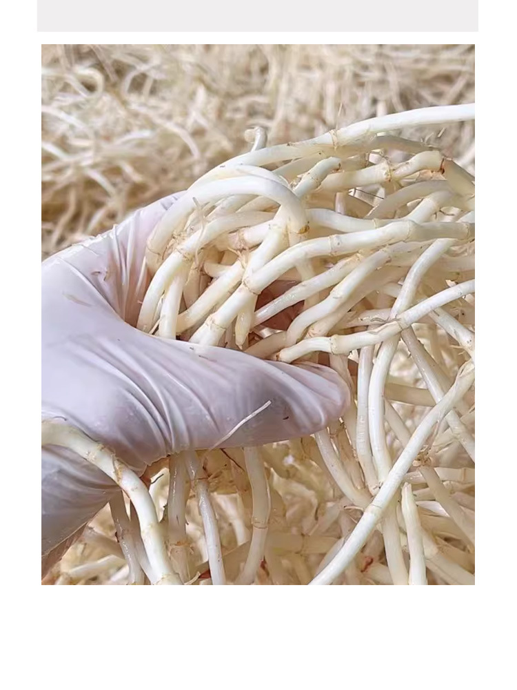 鱼腥草(折耳根）凉拌菜5斤