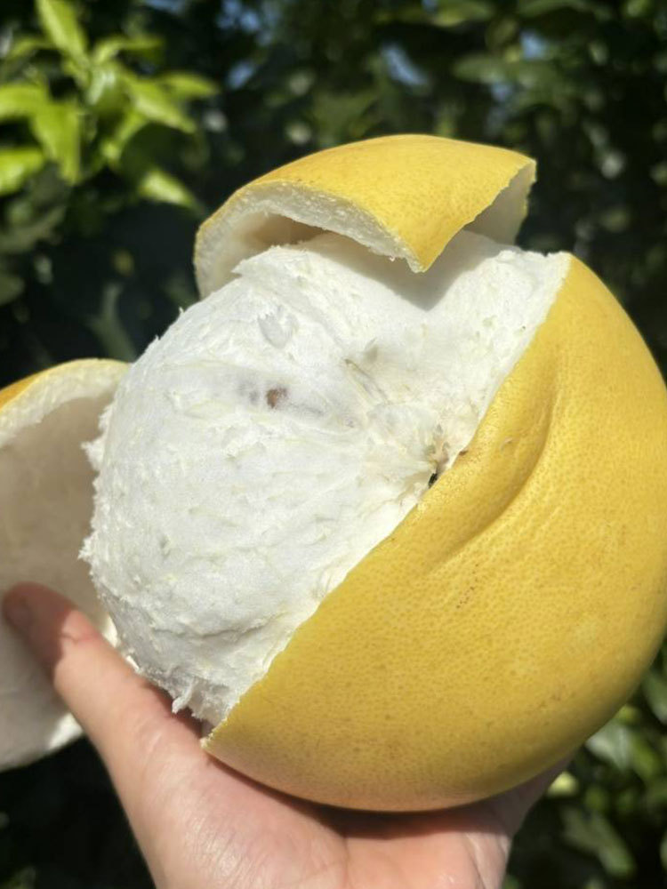 福利品*老树白金柚子8.5斤净重