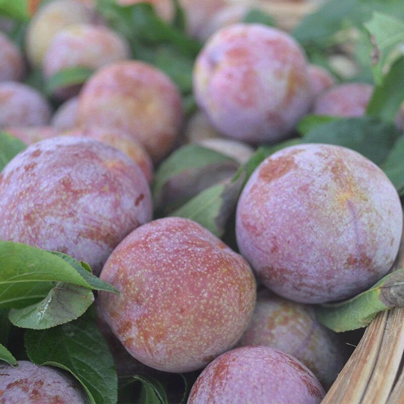 正宗信宜钱排三华李 中大果5斤红肉李酸甜红心李子(约70个)