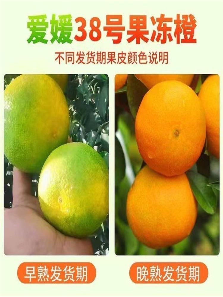 四川爱媛38号果冻橙 5斤 70-75mm 新鲜橙子当季水果柑橘蜜桔