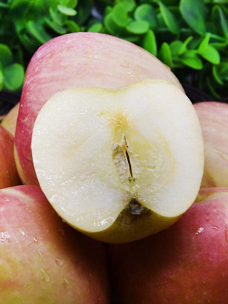 【山西苹果】红富士苹果8.5斤【75mm+】泡沫托装 香甜多汁 爽口清脆