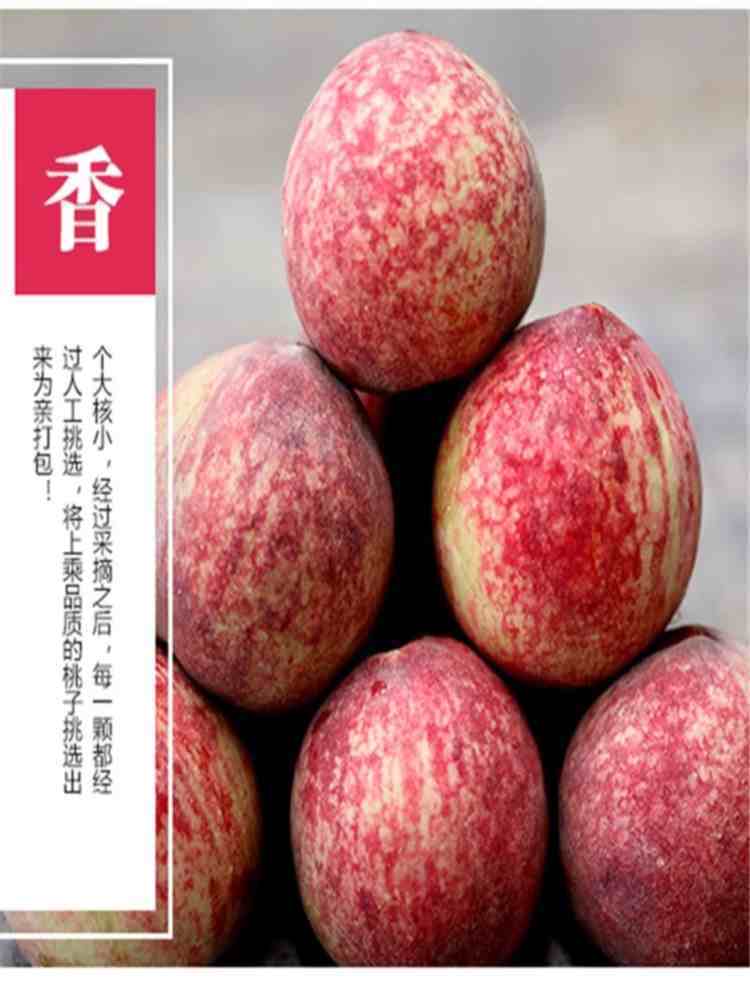 老树血桃 净重4.5斤约18-25个 水果老树桃子新鲜 现摘当季桃子