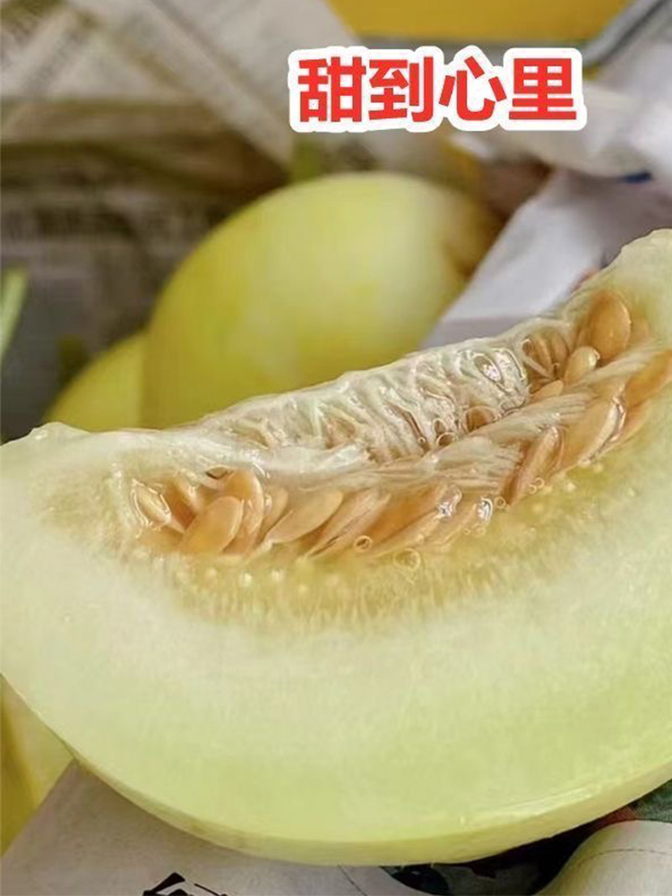 郁金香甜瓜 大果【单果300g+】·净重3斤