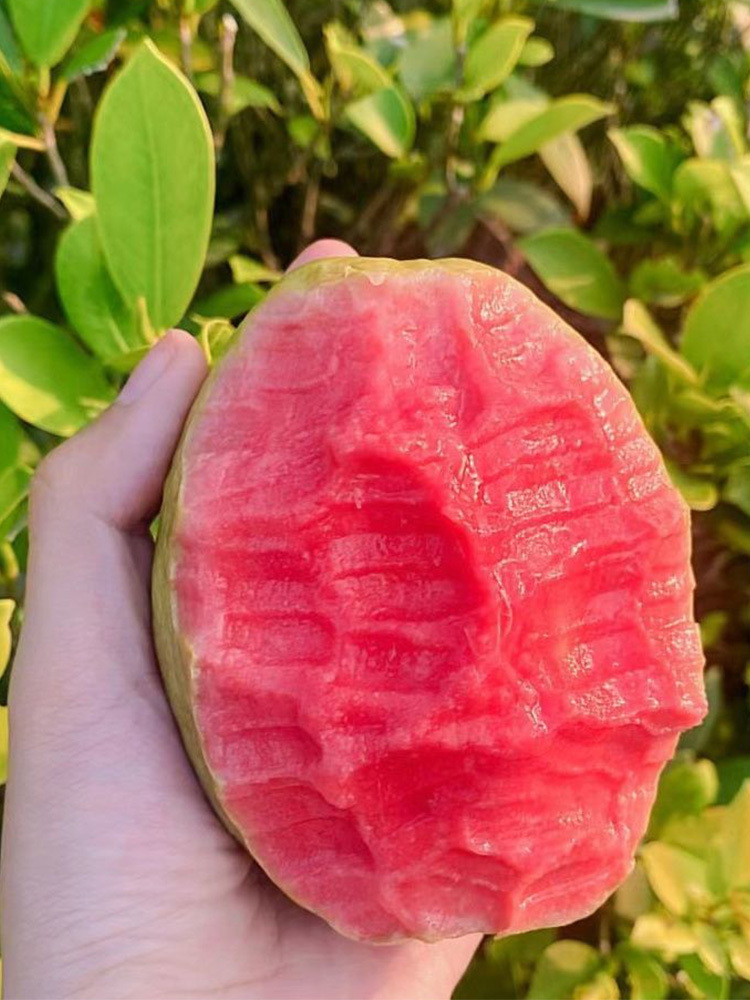 【京航严选】广东 红心芭乐·3斤装