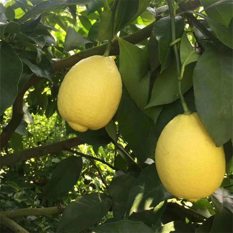 四川安岳当季黄柠檬5斤大果（130-250g）